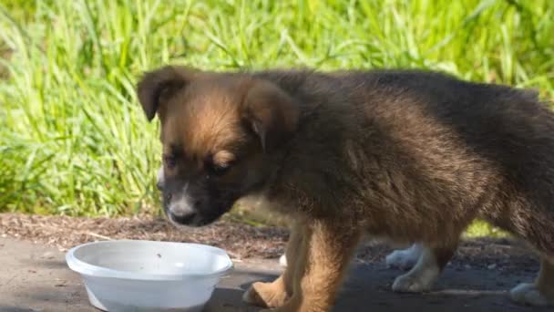流浪小狗吃从一个白色的碗 — 图库视频影像