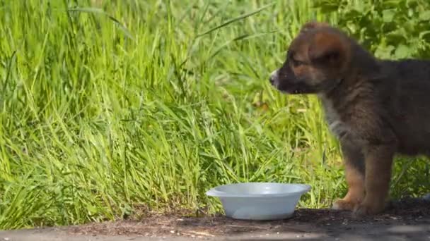 食品のボウルの近くの浮遊の孤独な子犬 — ストック動画