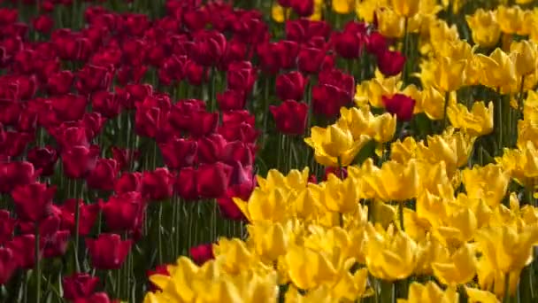 Lichtung Aus Roten Und Gelben Tulpen — Stockvideo