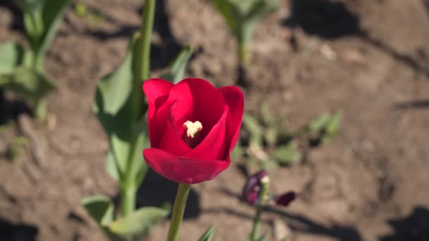 Nahaufnahme Einer Roten Tulpe Frühlingsblumen — Stockvideo