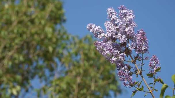 Квітуча Гілка Бузку Тлі Блакитного Неба — стокове відео