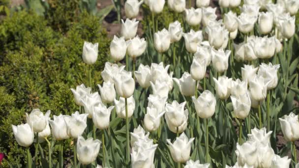 Tisztás Fehér Tulipán Tavaszi Virágok — Stock videók
