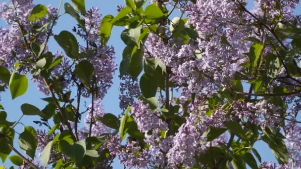 青空とブッシュの花ライラック フォーカスの変更 — ストック動画