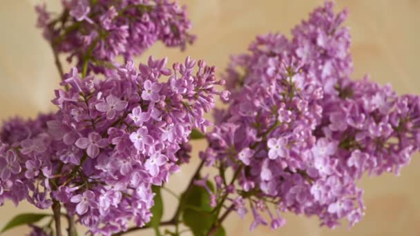 Branch Blossoming Lilac Spring Flowers — Stock Video