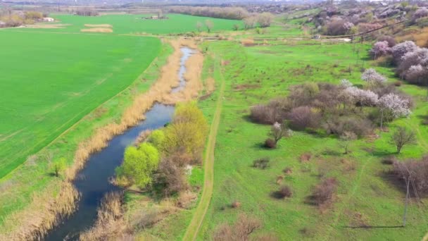 Río Entre Verdes Campos Primavera Vista Aérea — Vídeos de Stock