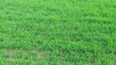 Yeşil bahar buğday tarlası. Drone tarafından çekilen video