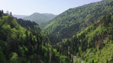Küçük nehir ve yoğun ağaçlar ile güzel yemyeşil orman üzerinde Uçan.