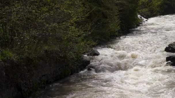 Mountain Rapid River Georgien Borjomi — Stockvideo