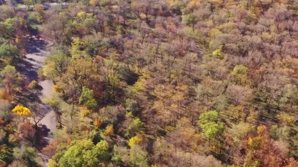 Αεροφωτογραφία Φθινοπωρινά Δέντρα Ένα Δημόσιο Πάρκο — Αρχείο Βίντεο