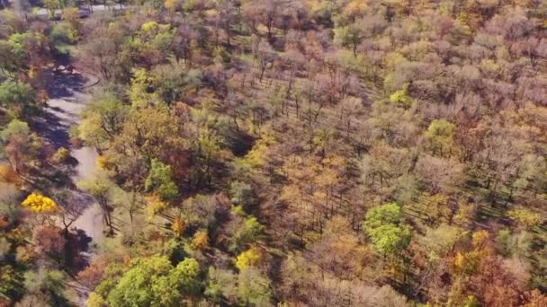 Vista Aérea Árboles Otoño Parque Público — Vídeo de stock