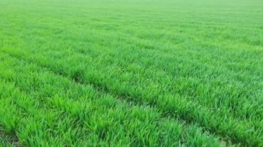 Bahar çiftliği tarlasında bitki filizi. Havadan görünüm