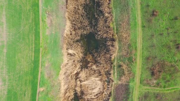 Petite rivière envahie de roseaux. Vue aérienne 