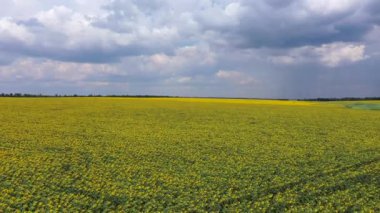 Ayçiçeği alan Uçan drone'dan görünüm