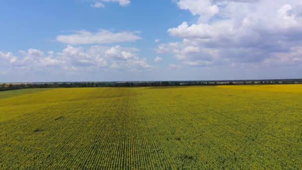Widok z lotu ptaka na pola rolnicze. Pola pszenicy i słonecznika — Wideo stockowe