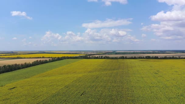 Landbouwvelden van zonnebloempitten en tarwe. — Stockvideo