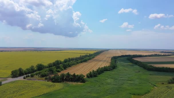 Ar de uma paisagem com um girassol e campos de trigo . — Vídeo de Stock