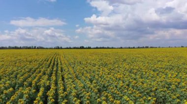 Çiftlik alanı. Çiçek açan ayçiçeği tarlası
