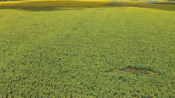 Campo Girassol Com Vista Panorâmica — Vídeo de Stock