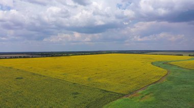 Kırsal yaz manzarası. Buğday ve ayçiçeği tarlaları