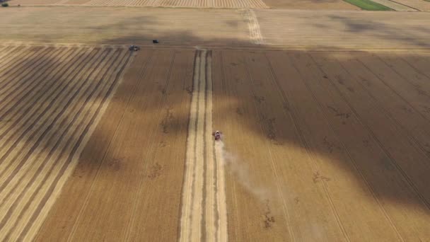 Maquinaria Agrícola Para Cosecha Trigo Cosechando Trigo Vista Aérea — Vídeo de stock