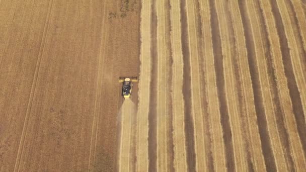 Aerial View Harvest Wheat Combine Harvester Wheat Field — Stock Video