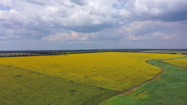 田舎の夏の風景 小麦とヒマワリ畑 航空写真 — ストック動画