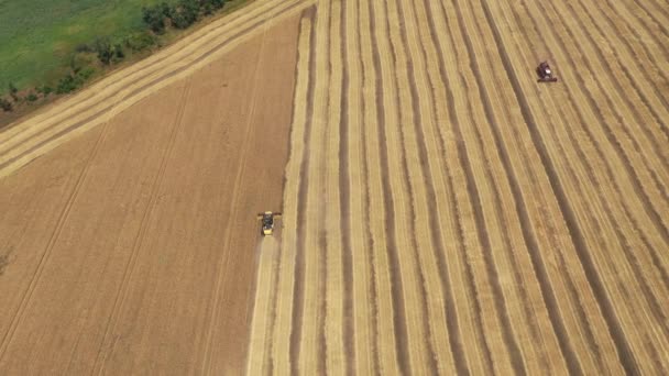 大規模な小麦畑での作業の組み合わせについての航空ビュー — ストック動画