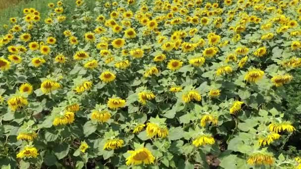 Sunflower Field Video Skjuten Drone — Stockvideo