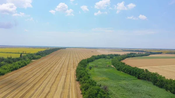 Buğday hasat alanının havadan görünümü