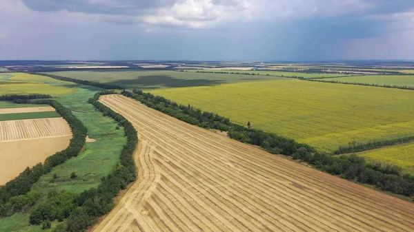 Kuş bakışı ayçiçeği ve buğday alanları