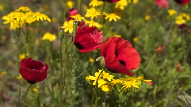 Amapolas Otras Flores Silvestres Viento — Vídeos de Stock