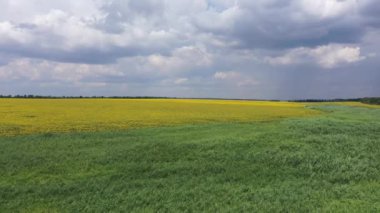 Bulutların arka planında çiçek açan ayçiçeği tarlası. Havadan görünüm