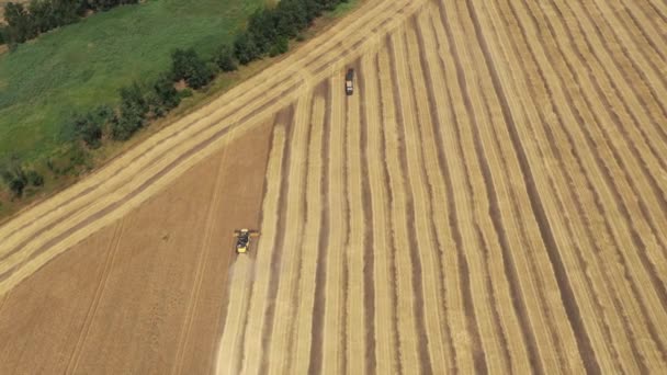 Sklízení Pšenice Zemědělské Stroje Letecký Pohled — Stock video