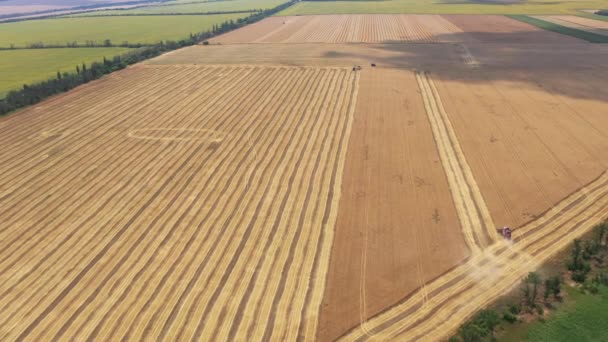 Buğday Hasadının Toplanmasının Havadan Görünümü Tarım Makineleri — Stok video