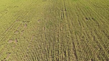 Olgunlaşmış ayçiçeği havadan görünümü alanı. Hasat