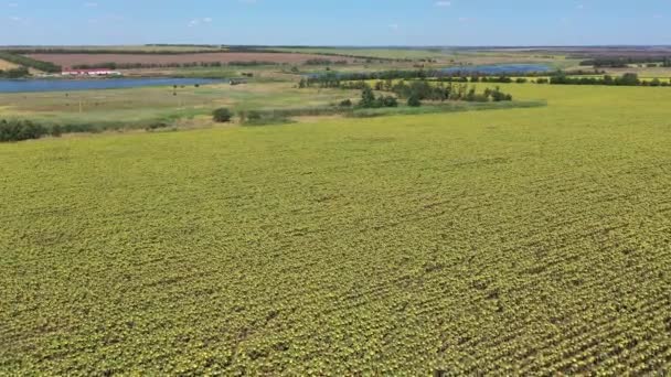 Een Veld Van Gerijerde Zonnebloem Buurt Van Een Vijver Vanuit — Stockvideo