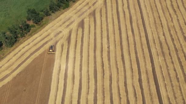 Combina Mietitrebbie Vendemmia Grano Vista Aerea — Video Stock