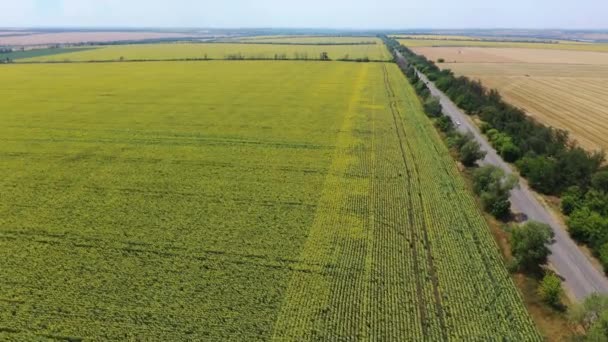 Die Straße Zwischen Den Herbstfeldern Sonnenblumenfeld Luftbild — Stockvideo