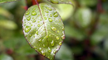 Yağmur damlalı yeşil bir yaprağın yakın çekimi.