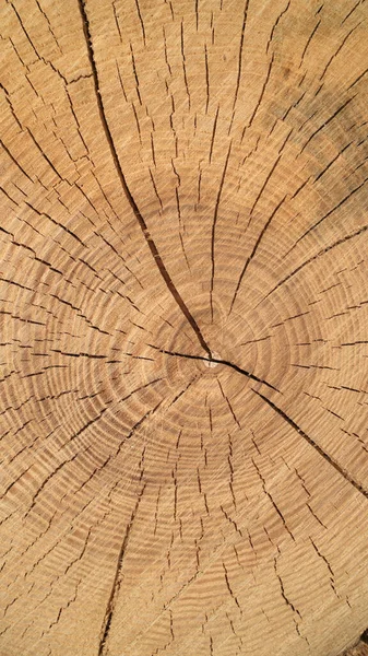 The texture of the cut tree. Cross section of the tree.