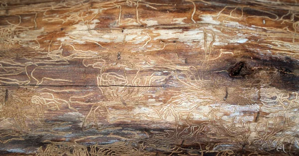 Texture Legno Danneggiata Insetti Struttura Legno Naturale — Foto Stock