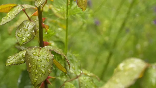 Yeşil yaprakların üzerine yağmur damlaları. Yakın plan..