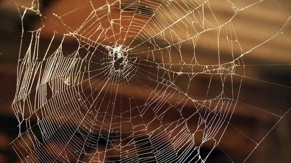 Örümcek ağı yakın plan. Güneşli bir gün. Bulanık arkaplan.