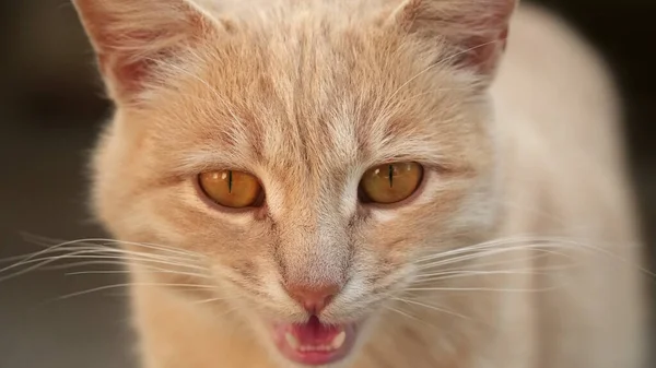 Bir kedinin yakın plan portresi. Kedi, kameraya bakıyor. Dişler bulanık