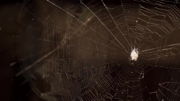 Ağın Ortasında Bir Örümcek Oturuyor — Stok video