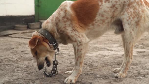Zincirli Bir Köpek Yemek Yiyor Yavaş Çekim — Stok video