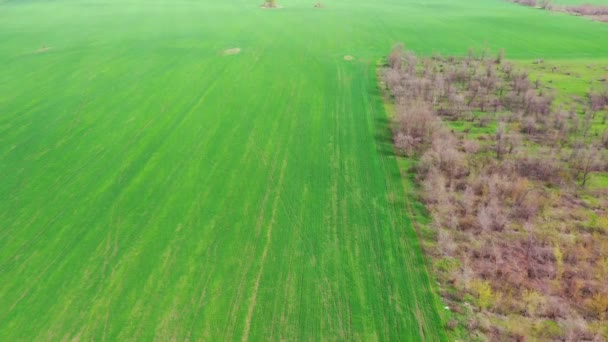 Spring Agricultural Field Aerial View — Stockvideo