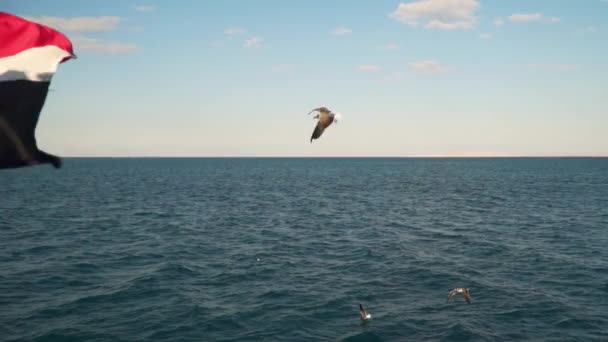 Seagulls Catch Food Fly Shooting Ship Foreground Flag Egypt Slow — Αρχείο Βίντεο