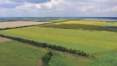 Agricultural fields aerial view. You can see the wheat field and the sunflower field