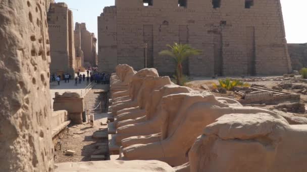 Luxor Egypt January 2020 Avenue Sphinxes Ram Head Karnak Temple — Wideo stockowe